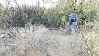 Zorro Liberado atrapado por la cabeza en un bote de plástico Luis Velasco Takote [upl. by Aicelef]