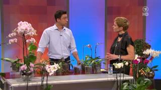 ARDBuffet Orchideen mit dem Orchideenspezialist Josef Seidl [upl. by Neelya]