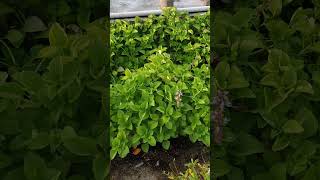 Koorka krishi on terrace in malayalmkrishi plant loverGardening [upl. by Merete]