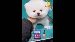 Meet My Adorable Pomeranian Puppy shortsfeed shorts youtubeshorts [upl. by Oribelle760]