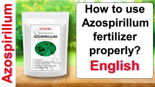 How to use Azospirillum fertilizer properly  English [upl. by Notsla]