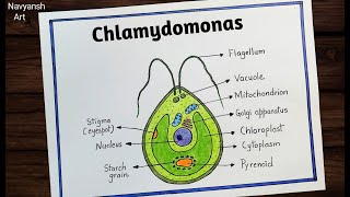 Chlamydomonas labeled diagram drawing easily  How to draw Structure of Chlamydomonas step by step [upl. by Larine699]