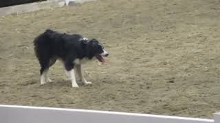 Royal Winter Fair 2024 Sheep Herding Demonstration [upl. by Ahseenak]