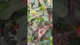 Men Pakistan Hon Pakistan Zandabad Nice View Karachi Sindh subscribe youtubeshorts nature [upl. by Esir]