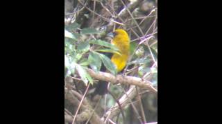 Black Thighed Grosbeak Singing in Costa Rica [upl. by Stoddard]