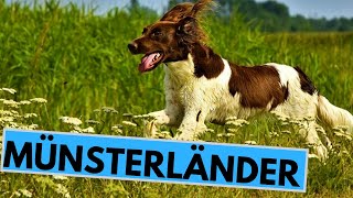 Small and Large Münsterländer Dog Breed  Facts and Information [upl. by Stephani]