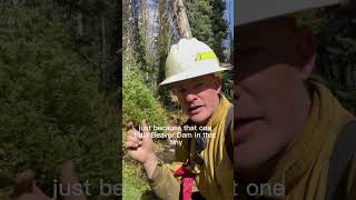 Beavers Build Benefits Beyond Boundaries beavers wetlands riparian beaverhabitat wildfire [upl. by Eemia]