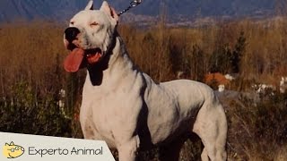 El perro Dogo Argentino [upl. by Nytsirk272]