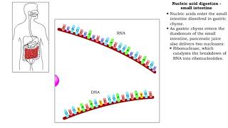 Nucleic acid digestion small intestine [upl. by Attevaj]