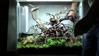 Superfish Home 80  Aquascaping stepbystep [upl. by Shyamal652]