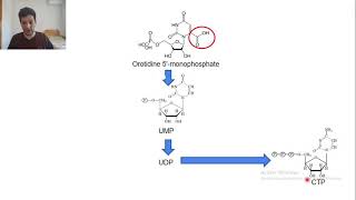 63synthese de novo pyrimidines [upl. by Vel274]