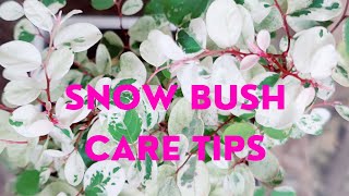 HOW TO GROW amp CARE SNOW BUSH PLANTBREYNIA NIVOSASNOW FLAKE PROPAGATION OF SNOW BUSH FROM CUTTING [upl. by Harden343]