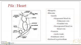 Pila globosa Apple snail  Blood vascular system 1  Blood amp Heart [upl. by Sapienza729]