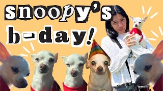 celebrating snoopys 10th birthday the chihuahua mama way [upl. by Orhtej]