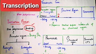 Transcriptionpart 2Elongation of transcriptionTermination of transcriptionGC hair pinsAU Tail [upl. by Gussie141]