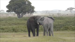 Combat déléphants à Amboseli Kenya [upl. by Justicz42]