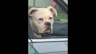 Do you think he is actually a humandog dogsoftiktok dogincar fypシ funnyvideo [upl. by Nahtnhoj]