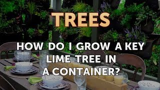 How Do I Grow a Key Lime Tree in a Container [upl. by Atina]