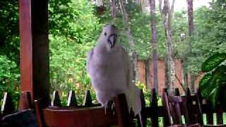 CACATUA FALANDO [upl. by Ailec573]