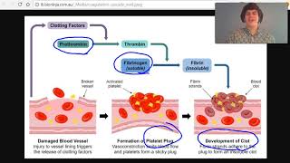 MCAT Question of the Day Blood Clot Formation [upl. by Scherle]