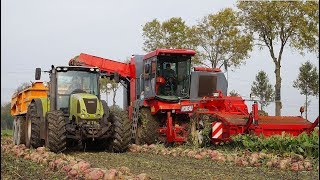 Voederbieten rooien met MOREAU Lectra V2 Tuenter [upl. by Chemesh]