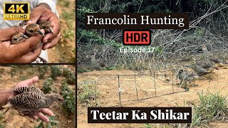 grey francolin  grey partridge hunting  jungli teetar shikar 👌 teetar awaaz 🕊️ Episode 17❤️ [upl. by Philan]