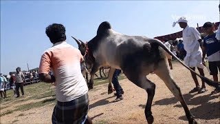 Kangayam bull  Kangeyam bull  VellaKovil Stud bull Show 24122017 [upl. by Anoved]