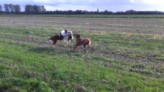 Weimaraner Vizsla und Collie beim fangen spielen [upl. by Nnylyak]