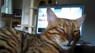 Bengal Talk  Forum for Bengal Cat Lovers [upl. by Xymenes291]