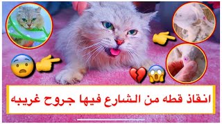 انقاذ قطه متوحشه من الشارع 😱 فيها جروح غريبه 😨💔 حالتها تحزن 😢  Mohamed Vlog [upl. by Annia]