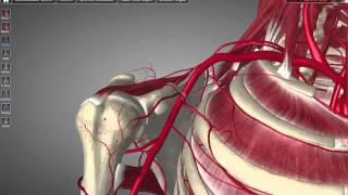 Axillary Artery Tutorial [upl. by Ahsilaf]