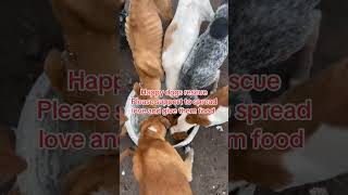 Support dogs puppy adopteddog petowner doglover foryou [upl. by Blondelle738]