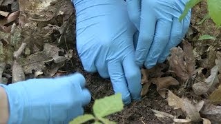 Harmony Dalgleish Restoring the American chestnut [upl. by Ymmaj]