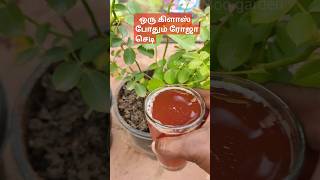 💥😱ரோஜா செடி அதிக மொட்டுகள் வைக்க இது ஒரு கிளாஸ் போதும் rose plant fertilizer tamilgarden [upl. by Eirahcaz513]