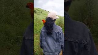 Sunconure Parrot Travelling Trekking with bird [upl. by Hendon]