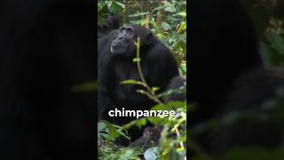 Chimpanzee WAR  Animal Facts [upl. by Hollander546]