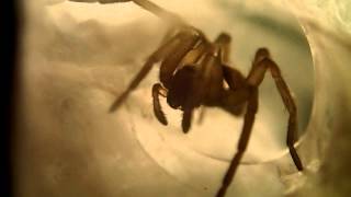 Macrography Spider cleaning its Chelicerae Fangs  Makrofotografie Spinne reinigt Cheliceren [upl. by Aloel]