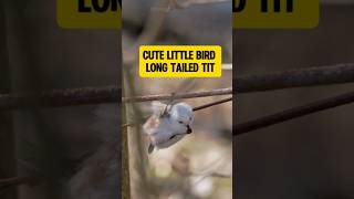 cute little bird Long Tailed Tit shorts birds animals wildlife beautifulbirds littlebird [upl. by Brott122]