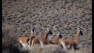 Especial Documental sobre el Guanaco [upl. by Omari]