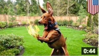 En Floride une femme met le feu à son chien [upl. by Dippold]