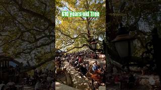 610 years Dogu Cinari Tree in Bursa Türkiye travel shorts [upl. by Eveivenej]