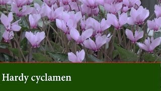 Hardy Cyclamen Plants  How to grow Cyclamen Outdoors [upl. by Brigham]