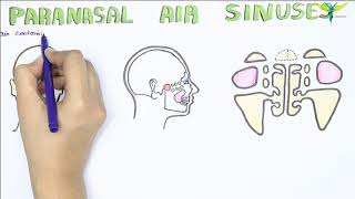 Paranasal Air Sinus and Frontal Air Sinuses  Anatomy  Functions  Clinical [upl. by Quickel516]