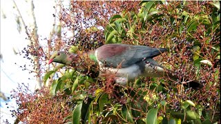 Kereru native wood pigeon eating privet berries [upl. by Ahsieket]