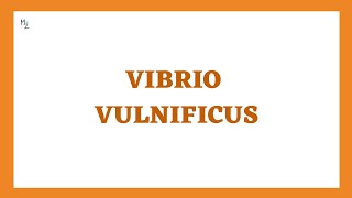 Vibrio vulnificus its morphology clinical findings treatment in JUST 7 mins [upl. by Eduard]