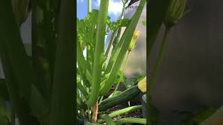 Fresh Zucchini from a Rooftop Garden – Small Space Big Flavor Shorts [upl. by Areval]