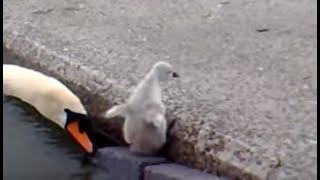 Emerging Baby Swans at Llanfairfechan [upl. by Dahs]