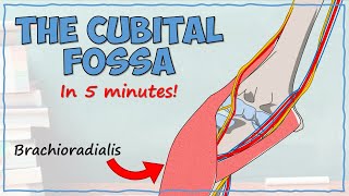 The Cubital Fossa [upl. by Curran]