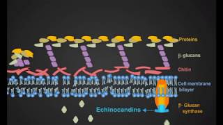 Echinocandins animation [upl. by Norga]