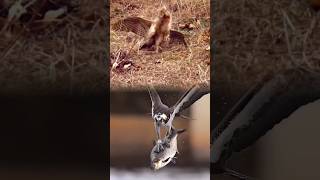 Eagle Vs rabbit 🐰 🦅 wildforest forestanimal yotubeshorts [upl. by Hagen]